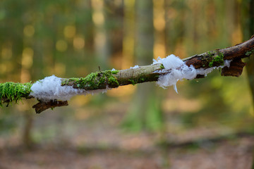 Hair ice on deadwood caused by wood fungus Exidiopsis effusa, ice wool or frost beard, winter...