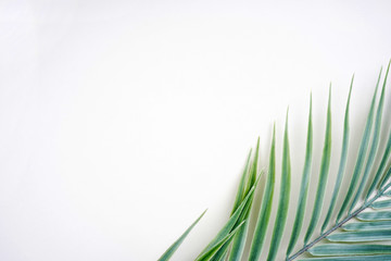 Palm leaf decoration on white background. Tropical frame, natural product, holyday concept. Top view, flay lay, copy space