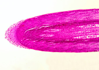 microscopic view of root apex/cap - longitudinal section (l.s.)