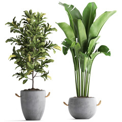  croton in concrete pots on a white background