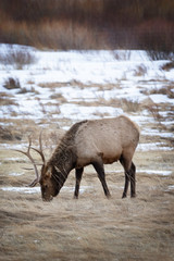 Bull Elk grazing in a meadow in Rocky Mountain National Park
