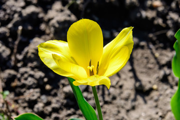 Close up of one delicate yellow tulip in full bloom in a sunny spring garden, beautiful  outdoor floral background