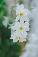 Obraz na płótnie Canvas white flowers of a tree