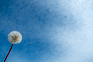 dandelion on a background of blue sky with clouds