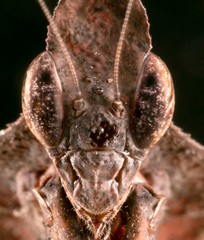 Face of black Ghost Mantis