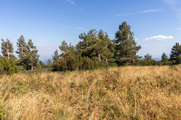 Fototapeta premium Amazing Autumn landscape of Vitosha Mountain, Bulgaria