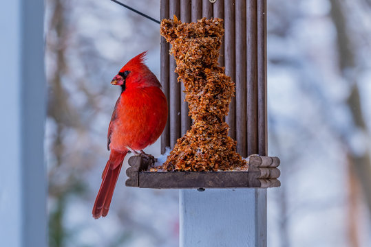 Red Northern Cardinal Sitting At Bird Feeder