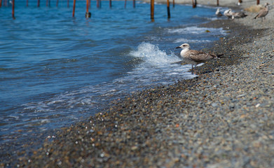Seagull on the shore of the sea