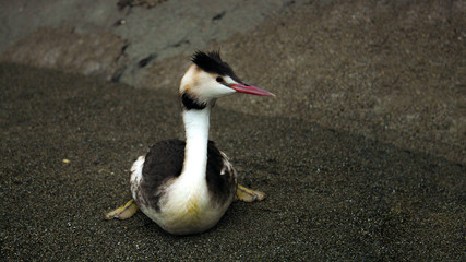 Albatross on the sea beach in winter