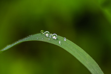 gota de agua sobre hoja verde