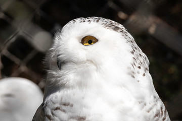 片目で見つめるシロフクロウ
