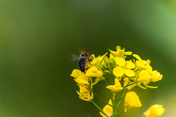  avispa encima de flor amarilla