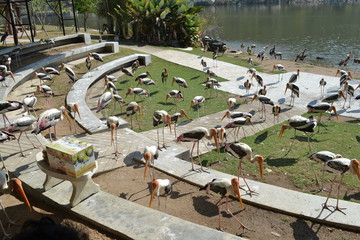 Many storks sunbathe