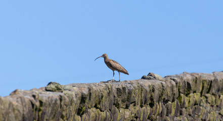 A curlew perched on a drystone wall in the sunshine against a blue sky background