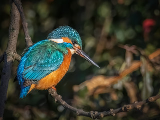 Eisvogel auf der Sitzwarte