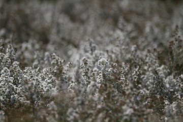Out of focus marguerite field, romantic background with white flowers, blossom white cutter flower, daisy white symphony