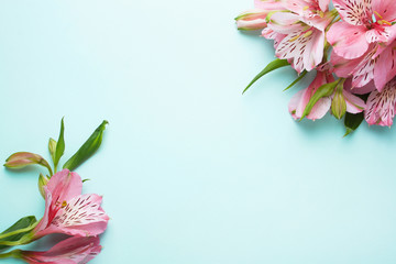 Pink alstroemeria flowers on a blue background. Flat Lay Style