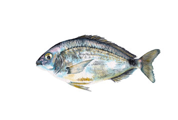 Realistic fish crucian. Watercolor hand painted realistic element on white background.