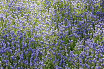 Flowers in the garden