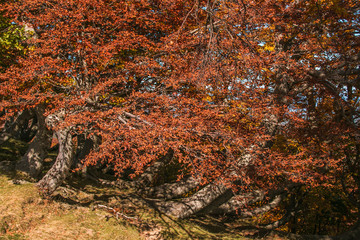 Beautiful autumn landscape with red beech trees (called faggi torti) on sunny day. Colorful foliage...