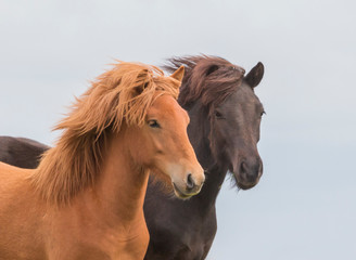 Two Icelandic horses in front of white background