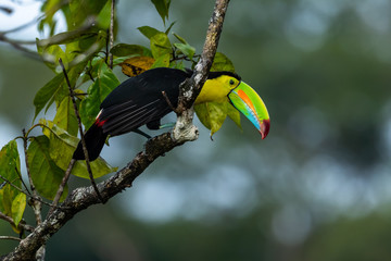 Ramphastos sulfuratus, Keel-billed toucan The bird is perched on the branch in nice wildlife natural environment of Costa Rica