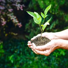 Old wrinkled hands holding a green young plant, earthy handful sunlight, blurred green background. Elderly woman hands are planting the seedlings into the soil. Ecology, life, Earth Day concept.