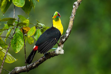 Fototapeta premium Ramphastos sulfuratus, Keel-billed toucan The bird is perched on the branch in nice wildlife natural environment of Costa Rica