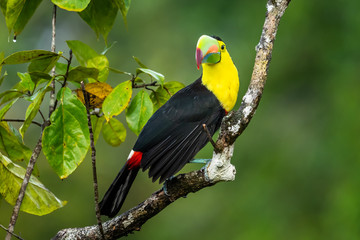 Ramphastos sulfuratus, Keel-billed toucan The bird is perched on the branch in nice wildlife natural environment of Costa Rica