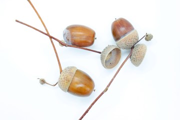 Oak acorns located on a white background