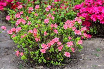 Bush of delicate pink magenta flowers of azalea or Rhododendron plant in a sunny spring Japanese garden, beautiful outdoor floral background