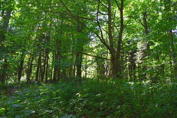 Wild forest thickets. Landscape with green trees and bushes. Sunny summer day. Horizontal photography.