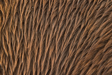 Close Up of Horses Coat