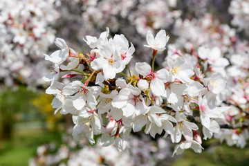 Close up of a branch with white cherry tree flowers in full bloom with blurred background in a garden in a sunny spring day, beautiful Japanese cherry blossoms floral background, sakura