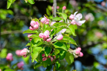 Fototapeta premium Large branch with white and pink apple tree flowers in full bloom and clear blue sky in a garden in a sunny spring day, beautiful Japanese trees blossoms floral background, sakura