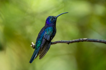 Amazilia decora, Charming Hummingbird, bird feeding sweet nectar from flower pink bloom. Hummingbird behaviour in tropic forest, nature habitat in Corcovado NP, Costa Rica. Two bird in fly, wildlife.