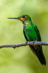 Amazilia decora, Charming Hummingbird, bird feeding sweet nectar from flower pink bloom. Hummingbird behaviour in tropic forest, nature habitat in Corcovado NP, Costa Rica. Two bird in fly, wildlife.
