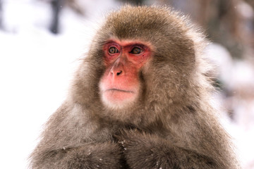 Snow monkey japanese macaque in winter with snow fall.