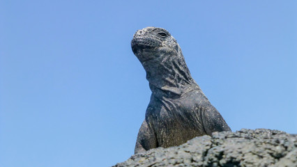 Black iguana marina in Galapagos Island