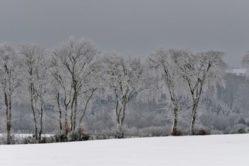 winter landscape with trees and blue sky