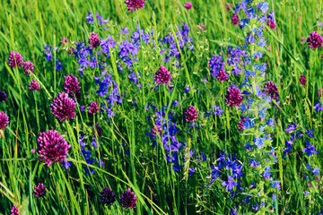 Blurrred image of green meadow.  Abstract nature background. Cropped shot of summer field. 