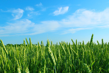 Cropped shot of green field of wheat and blue sky, image for background. Abstract nature background.  