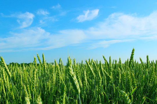 Cropped shot of green field of wheat and blue sky, image for background. Abstract nature background.  
