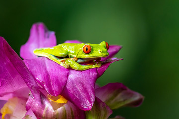 Red-eyed Tree Frog, Agalychnis callidryas, sitting on the green leave in tropical forest in Costa Rica.