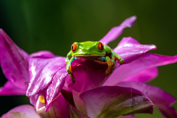 Red-eyed Tree Frog, Agalychnis callidryas, sitting on the green leave in tropical forest in Costa Rica.