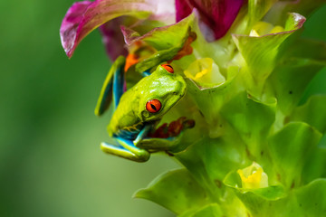 Red-eyed Tree Frog, Agalychnis callidryas, sitting on the green leave in tropical forest in Costa Rica.