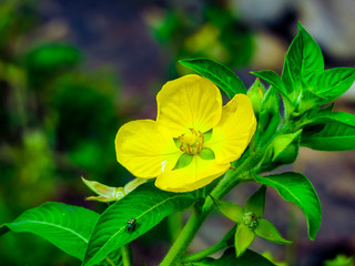 A linda flor amarela e a joaninha verde 