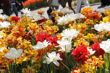 Flowers in the garden