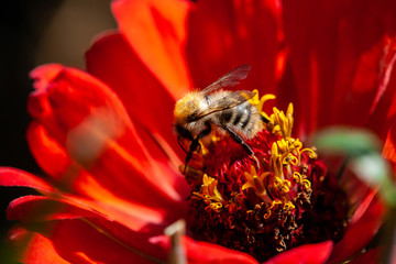 rote zinnie in voller blüte im sommer mit hummel