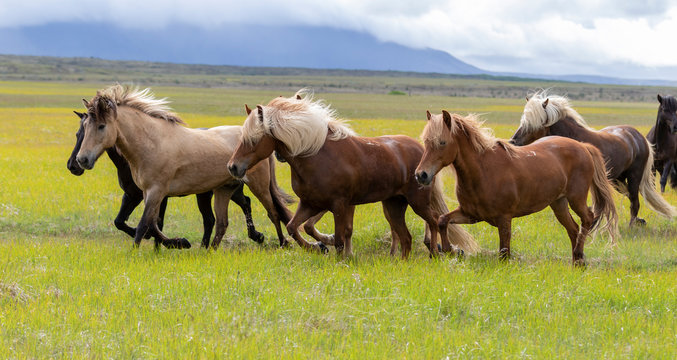 Herd of Icelandic horses running - Powered by Adobe